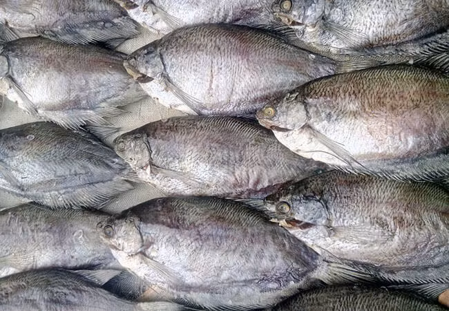 Không giống như những loài cá khác, cá bổi ngon nhất là đem làm khô, các cách chế biến khác như kho hay nấu sẽ làm thịt cá bị nhão. Ảnh Khocamientay.