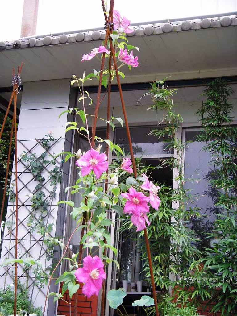 Đặc biệt, rễ và thân của cây hoa ông lão có tác dụng chữa đau răng, trị bệnh phong thấp, đau xương khớp và bí tiểu. (Nguồn Chohoaviet)