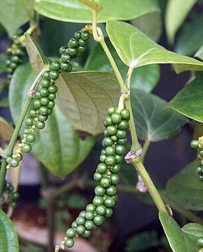 Một số giống hồ tiêu thường được trồng ở Việt Nam bao gồm giống tiêu Vĩnh Linh, giống tiêu Trung, giống tiêu Sẻ, giống tiêu Trâu, giống tiêu Phú Quốc, giống tiêu Ấn Độ,...(Nguồn Flickr)