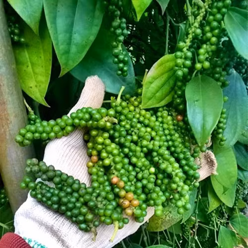 Trên thế giới có khoảng 70 nước trồng tiêu, trong đó Ấn Độ vẫn là vùng trồng hồ tiêu lớn nhất. Việt Nam đứng đầu thế giới về sản xuất và xuất khẩu hồ tiêu hàng năm. (Nguồn Vcmedia)