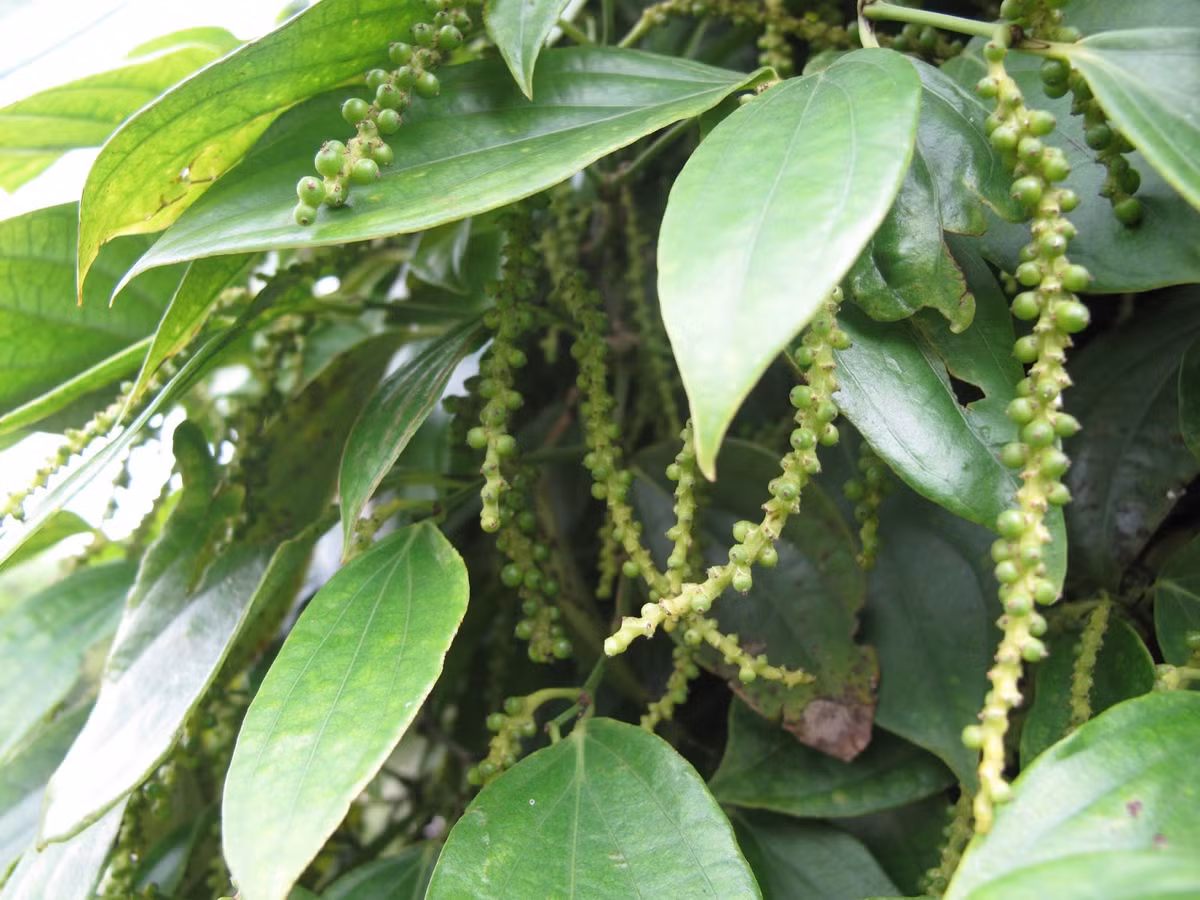 Ở Việt Nam, cây hồ tiêu thường được trồng trên đất nâu đỏ, nâu vàng trên bazan, đất vàng đỏ trên granit và đất xám. (Nguồn Blogspot)