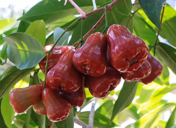 Thậm chí, vỏ cây, hạt và lá roi có thể chữa lành vết thương, được y học cổ truyền Ấn Độ rất hay sử dụng. (Nguồn Cayhoacanh)