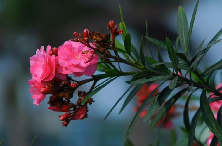 Trúc đào có tên khoa học là Nerium oleander, cao từ 2m - 6m với cành mọc thẳng, lá mọc thành cặp và hoa màu trắng, vàng hay hồng. Trúc đào có thể chịu khô hạn khá tốt và chịu được các trận sương giá không thường xuyên.