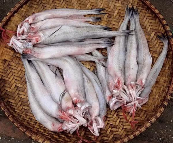 Không chỉ vậy, cá khoai còn là loại cá rất giàu dinh dưỡng, bao gồm chất đạm, chất béo và một số dưỡng chất rất có lợi cho sức khỏe khác. (Nguồn Diendanrao)