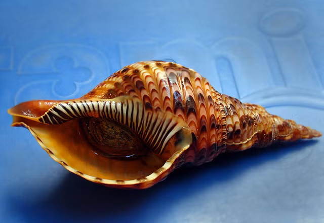  Ốc hoàng hậu còn được biết đến với tên gọi ốc tù và, ốc nữ hoàng hay ốc bông. Loại ốc này thường có nhiều ở vùng biển miền Trung của nước ta. (Ảnh Hangduongquan)
