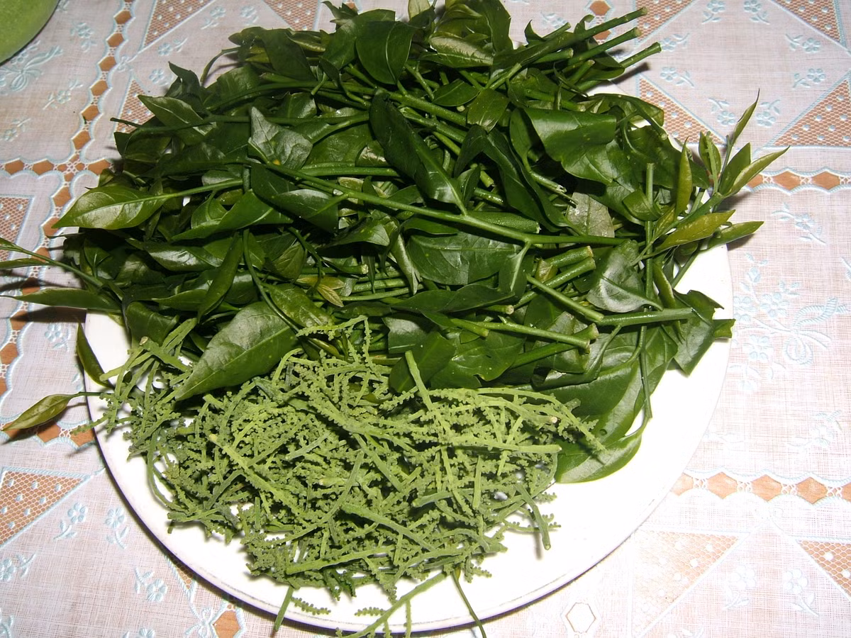 Rau sắng không chỉ được dùng làm thức ăn mà nó còn là một loại thuốc chữa bệnh. Nó rất tốt cho phụ nữ mang thai, chữa được dị ứng và đổ mồ hôi trộm...(Nguồn Biggreen)