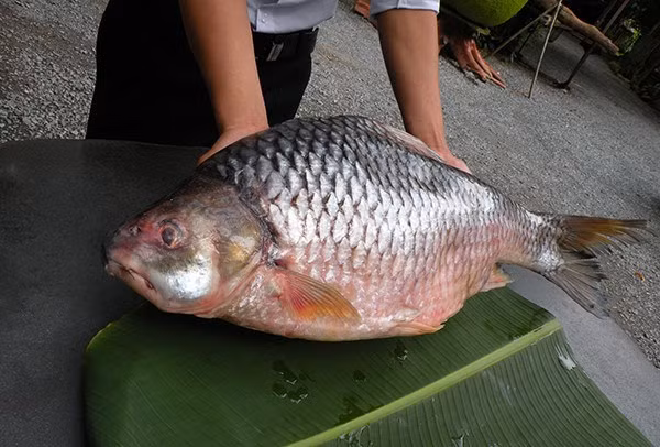 Trên thế giới, cá duồng bay phân bố ở Ấn Độ, Thái Lan, Lào, Campuchia, Mianma, Philippine. (Ảnh Ytimg)