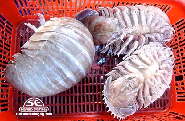 Con bọ biển sống ở vùng nước sâu nên rất khó đánh bắt. Cộng với việc chất lượng thịt thuộc loại hảo hạng nên loài động vật này có giá rất cao, lên tới 2 triệu đồng/kg. (Ảnh Haisanmoingay)