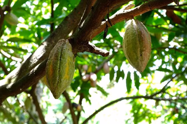 Ca cao thô và một số thành phẩm sô cô la chứa rất nhiều nhóm chất chống oxy hóa có vai trò quan trọng trong việc duy trì hệ thống tim mạch hoạt động tốt, ngăn ngừa bệnh tim. (Nguồn Thanhnien)