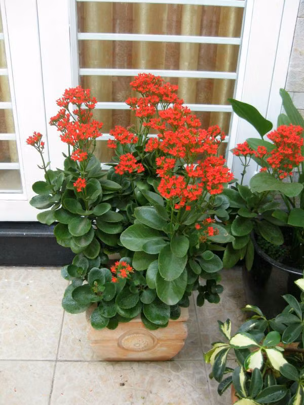  Cây sống đời còn được biết đến với tên gọi khác là cây lá bỏng, cây thuốc bỏng, cây bỏng nổ, cây trường sinh, cây lạc địa sinh căn. Đây là loài cây bản địa của Madagascar, được trồng và mọc tự nhiên tại nhiều vùng thuộc châu Á, Thái Bình Dương và Caribe. 