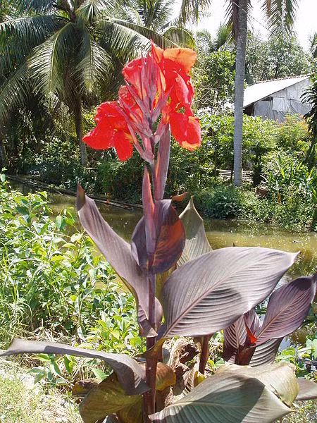 Cây dong riềng đỏ còn được biết đến với các tên gọi khác như khoai đao, khương vu. Loài cây này phân bố ở khắp các tỉnh thành trên cả nước, nhiều nhất ở các tỉnh miền núi phía Bắc nước ta như Bắc cạn, Phú thọ, Yên Bái, Sơn la, Hòa Bình …..