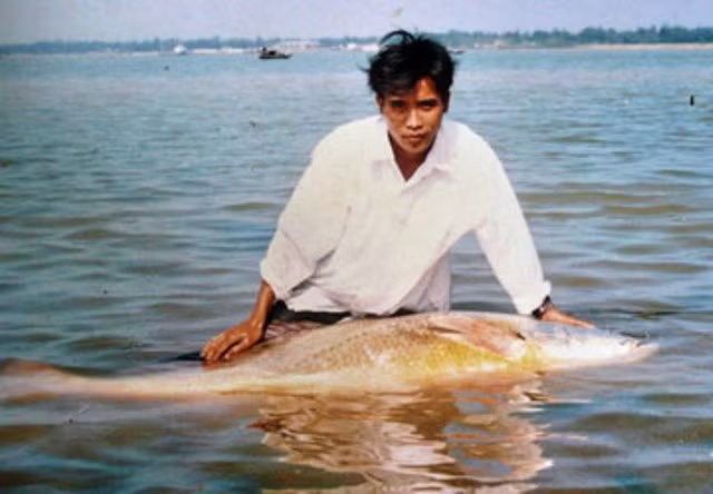 Cá sủ vàng phân bố ở Ấn Độ, Indonesia, Sri Lanka và Trung Quốc. Ở Việt Nam, cá sủ vàng xuất hiện ở cửa sông châu thổ sông Hồng và Cửu Long, tuy nhiên hiện nay đã gần như tuyệt chủng. (Nguồn Vnreview)
