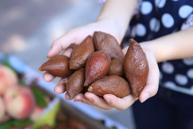  Quả mây Thái là loại quả hình xoan nhọn hai đầu, ngoài vỏ có vảy nâu đỏ. Cây mây Thái mọc hoang trong rừng, một chùm khoảng 14 trái, lớn nhỏ xen kẽ nhau. (Nguồn Zing)