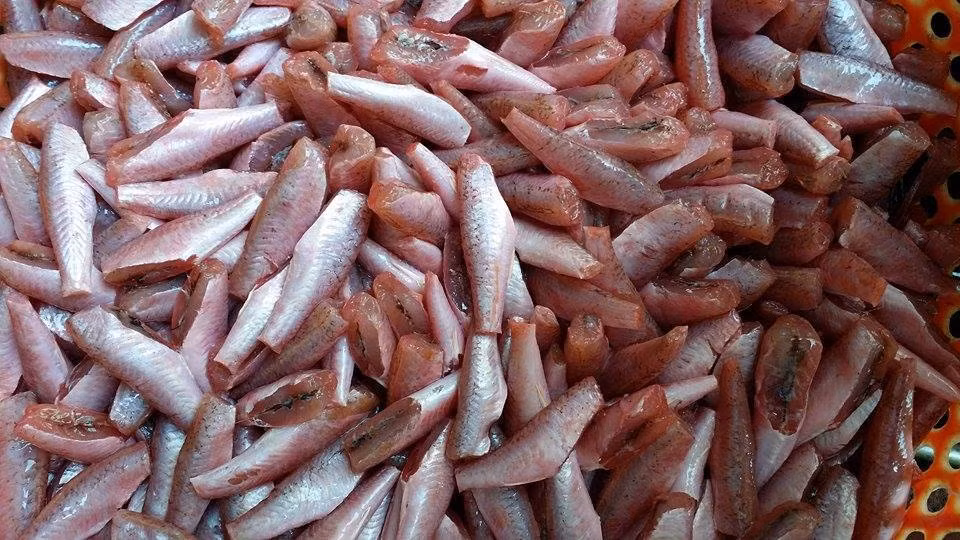 Một đặc điểm dễ nhận biết của cá phèn là khả năng thay đổi màu sắc tùy theo hoạt động hiện thời của chúng. (Ảnh Hasasa)