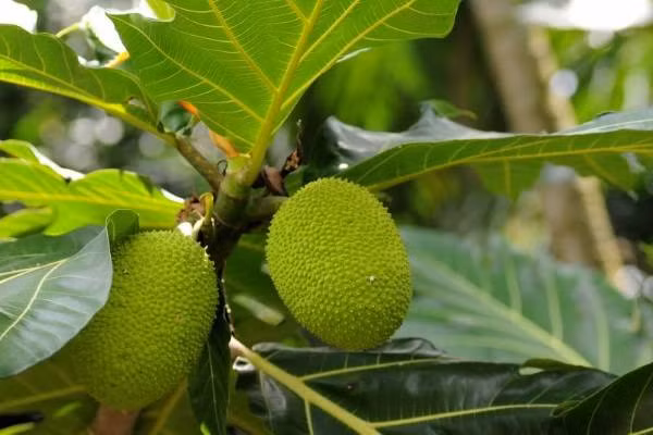 Sa kê còn có tên gọi khác là cây bánh mì, có nguồn gốc từ Malaysia và các đảo Thái Bình Dương. Ở Việt Nam, loài cây này được trồng phổ biến ở các tỉnh miền Nam. (Nguồn Yeutre)