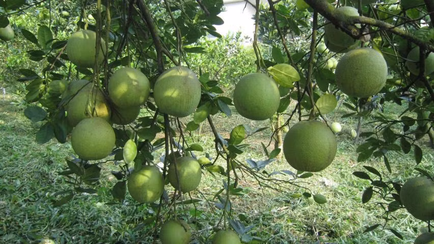 Bưởi da xanh đã được xuất khẩu sang 50 thị trường khác nhau trên thế giới như Trung Quốc, Đức, Hà Lan, Canada, Nga. (Nguồn Vatgia)