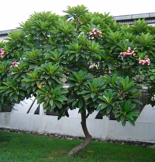 Cây hoa đại có ba loại: cây hoa đại đỏ, cây hoa đại trắng và cây hoa đại vàng. Nếu dùng làm thuốc, phải dùng loại hoa cánh trắng, tâm điểm vàng mới có tác dụng. (Nguồn Caybongmat)