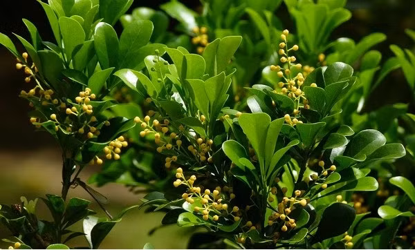 Ngoài ra, cây ngâu còn có ý nghĩa rất đặc biệt. Nó gợi lên câu chuyện ca ngợi về tình yêu, lòng chung thủy và khát vọng tự do trong tình yêu. (Nguồn Cayvahoa)