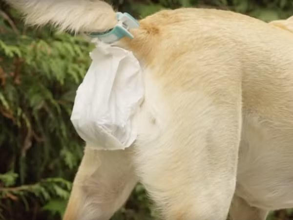  Túi dọn phân Piqapoo Piqapoo là một chiếc túi nhỏ được gắn vào đuôi của những chú chó. Khi chú chó có "nhu cầu", chất thải sẽ rơi trực tiếp vào túi. Tất cả những gì chủ nhân cần làm sẽ là nhấn một nút nhỏ để lấy chiếc túi ra, cho vào thùng rác và xong. Nhờ đó, chủ nhân sẽ hạn chế phải tiếp xúc với "chất thải". (Nguồn Oddee)