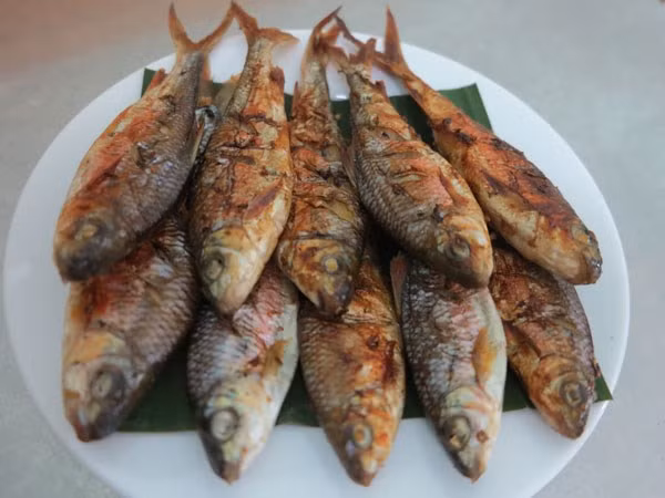 Cá mát có kích thước nhỏ, thân có từ ba đến sáu chấm đen, còn vảy cá thì màu hồng. Cá mát đực thì có 2 "bầu sữa", còn cá mát cái thì có hai buồng trứng. (Nguồn Thanhnien)