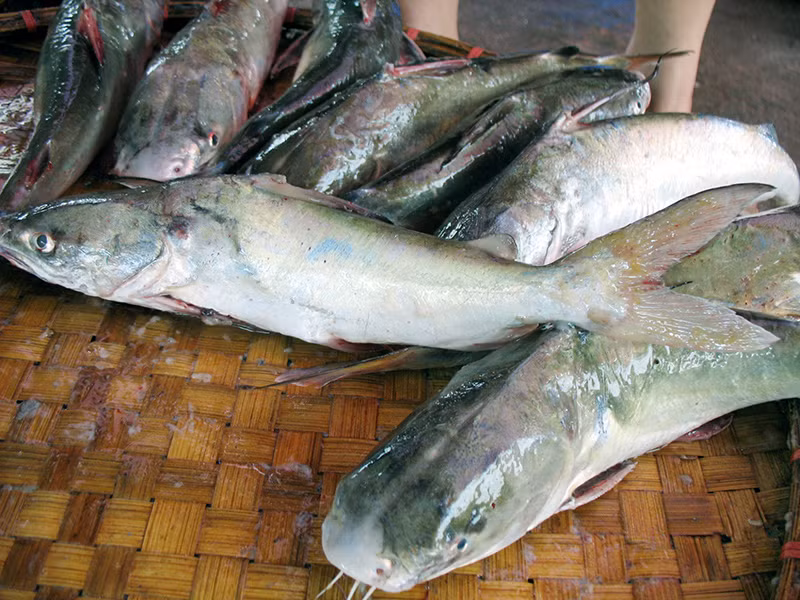 Cá ba gai có tên gọi như thế có lẽ bởi trên thân cá có 3 gai lớn, trong đó có 2 gai ở bụng và 1 gai ở sống lưng. (Nguồn Quangninh)