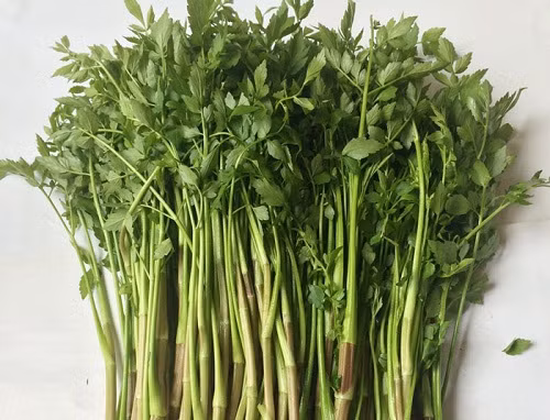 Rau cần có thể trồng quanh năm nhưng thích hợp nhất là trồng vào mùa đông. Loại cây này vừa dễ trồng, ít sâu bệnh lại không tốn nhiều công chăm sóc. (Nguồn Tutrongrautainha)