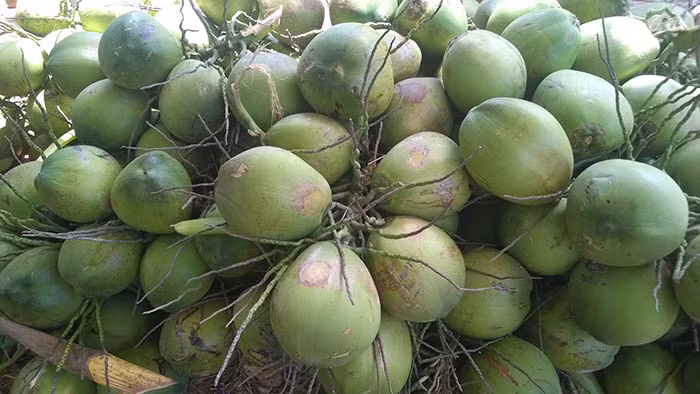 Mặc dù là thức uống bổ dưỡng nhưng có một số đối tượng không nên sử dụng nước dừa xiêm như phụ nữ mang thai trong ba tháng đầu, người huyết áp thấp, bị trĩ cũng không nên dùng. (Nguồn Ocom)