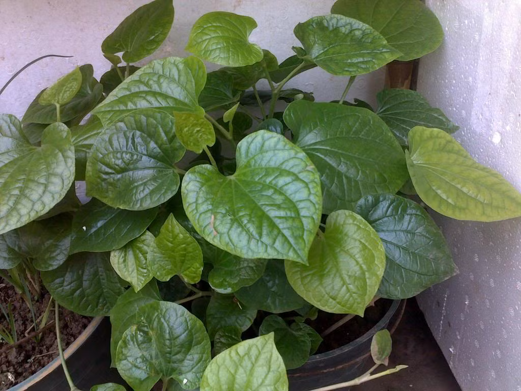 Ngoài tác dụng là rau gia vị trong nấu ăn, lá lốt còn là một vị thuốc trong đông y, có tác dụng hỗ trợ và chữa nhiều bệnh như giảm đau, chống phong hàn ở mức thấp, tay chân lạnh, tê tê, nôn mửa, đầy hơi, khó tiêu… 