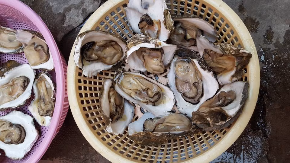 Ngoài ra, hàu sữa còn chứa nhiều chất dinh dưỡng khác như protein, chất béo, canxi, magie…(Nguồn Hausong)