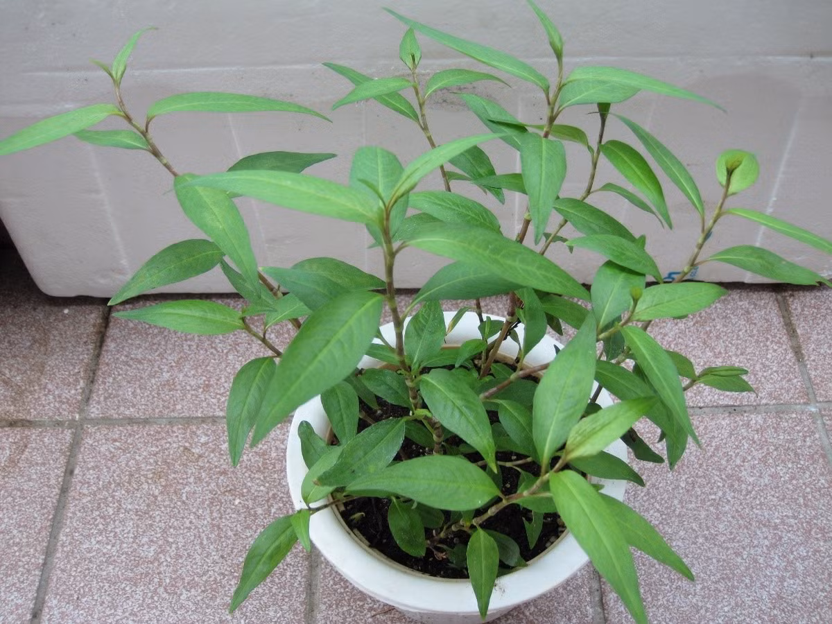 Trên thế giới, cây rau răm còn phân bố ở các nước nhiệt đới ẩm thuộc khu vực Đông Nam Á như Lào và Campuchia. (Nguồn Agarwood)