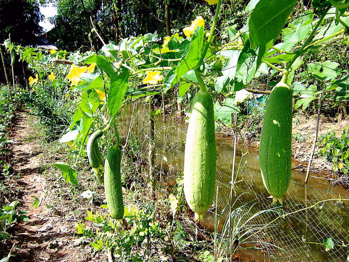 Mướp hương chứa nhiều dinh dưỡng, bao gồm chất saponin, chất nhầy, xylan, protein, vitamin B và C, muối nitrat. (Nguồn Wikimedia)