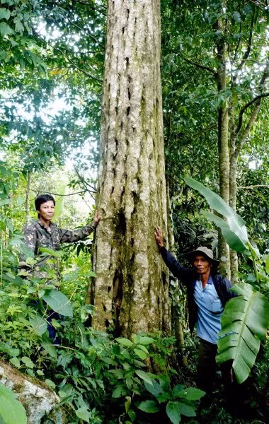 Trầm hương được chia thành ba hạng: kỳ nam, trầm và tốc. Mỗi hạng lại được chia thành nhiều loại. Trong đó, kỳ nam là loại trầm hương thượng hạng, tỏa ra mùi hương rất đặc biệt. (Nguồn Tramhuongkimlong)