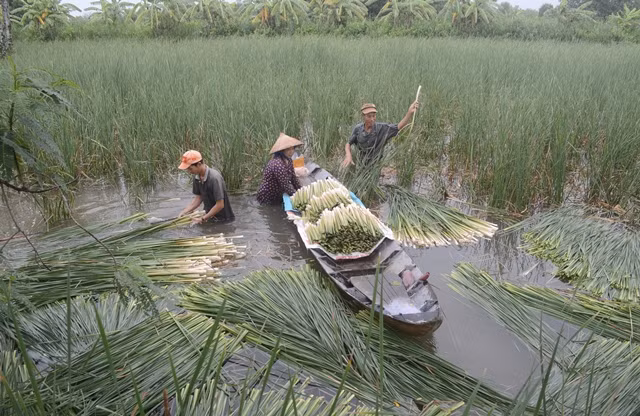 Ở Việt Nam, rau bồn bồn mọc nhiều nhất ở ba tỉnh là tỉnh Sóc Trăng, Bạc Liêu và Cà Mau. (Nguồn Anthinhfood)