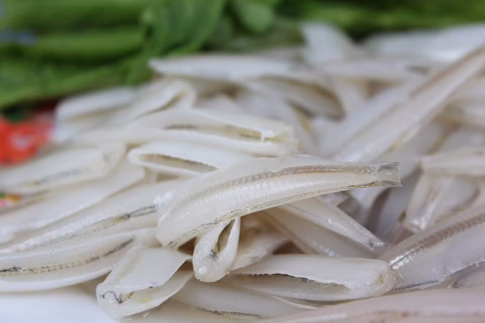 Ở nước ta, cá mai có nhiều ở Nha Trang, Ninh Thuận, Bình Thuận, Vũng Tàu, Phú Quốc…(Nguồn Topplus)