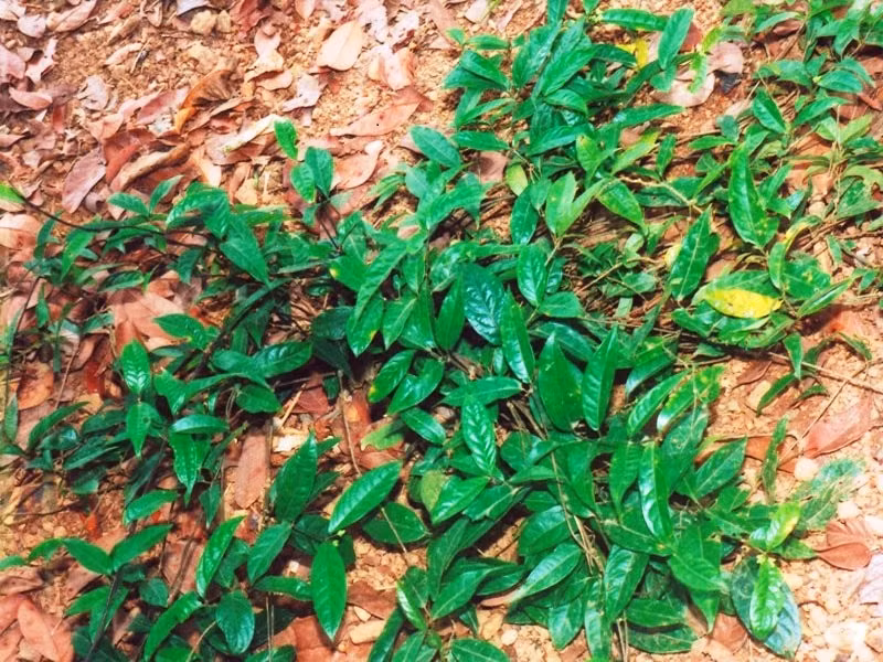  Cây ba kích còn có tên gọi khác là cây ba kích thiên, dây ruột gà, liên châu ba kích, chẩu phóng xì, sáy cáy. Trong tự nhiên, ba kích có hai loại ba kích đó là ba kích tím và ba kích trắng với bề ngoài không khác nhau là mấy.