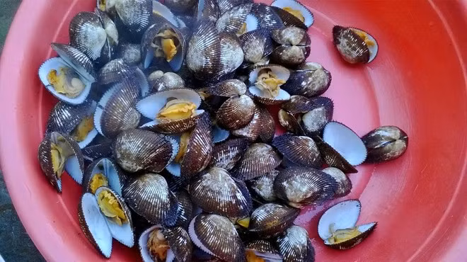 Thịt sò lông có vị ngọt, mặn, không độc, chứa rất nhiều chất đạm và nhiều thành phần chất dinh dưỡng giúp tăng cường sự dẻo dai và năng lượng.