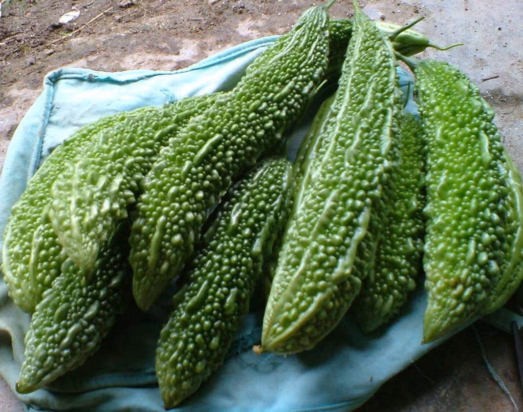 Mướp đắng có thể dùng ở dạng tươi, ép lấy nước hoặc thái lát phơi khô, sao vàng để bảo quản dùng dần.