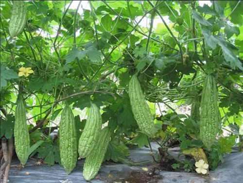 Tuy nhiên, ăn quá nhiều khổ qua có thể gây ra một số ảnh hưởng tới sức khỏe như kích thích sẩy thai, tác động tiêu cực tới khả năng sinh sản, ảnh hưởng tới sức khỏe và sự phát triển của trẻ, tăng men gan,...