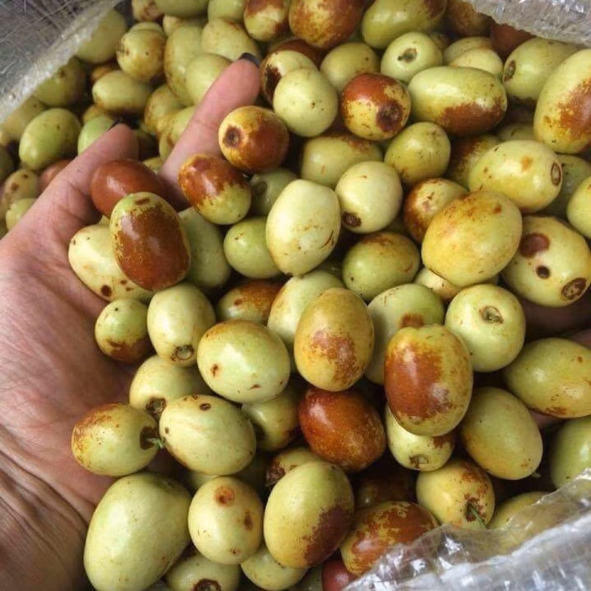 Táo tàu tươi khi chín có màu thâm xỉn như bị thối hỏng nhưng ăn lại rất giòn và ngọt. (Ảnh Lozi)