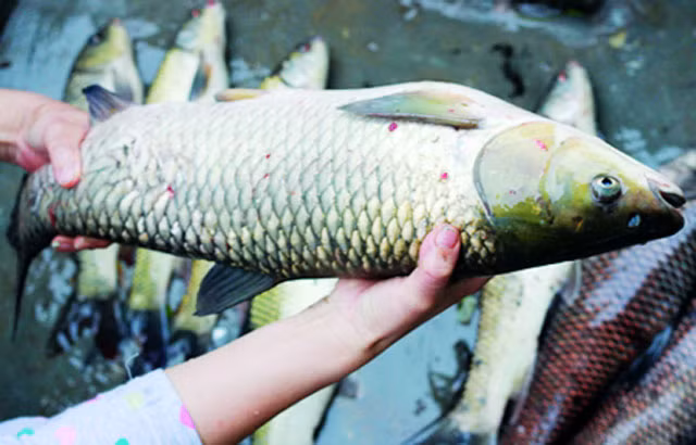  Cá trắm cỏ có thân thon dài hình trụ, miệng rộng, bụng màu trắng xám nhạt. Cá trắm cỏ có thể đạt tới chiều dài 1,5m, nặng 45kg và sống tới 21 năm. (Nguồn Hoinongdan)