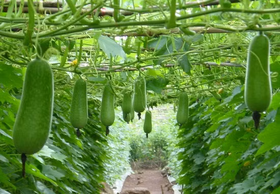 Ngoài ra, hạt bí, vỏ bí, lá bí, dây bí, hoa bí đều có thể làm thuốc và là thức ăn hằng ngày rất tốt. (Nguồn Toinayangi)