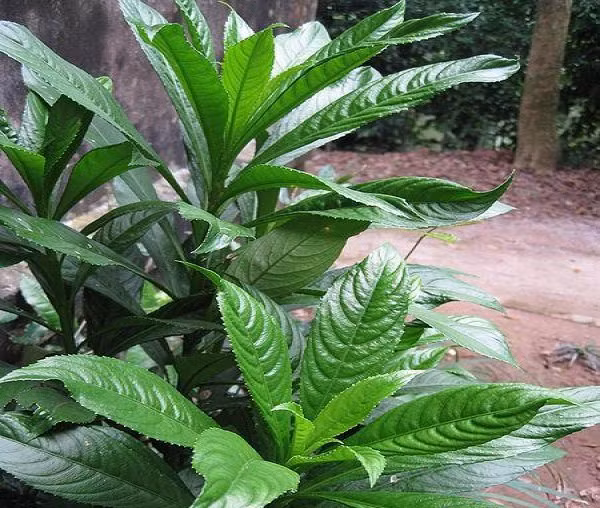 Lá xương sông hình ngọn giáo, chóp nhọn, mép có răng cưa và chứa tinh dầu. Lá xương sông được dùng chủ yếu làm gia vị, nấu canh hoặc dùng để làm gia vị trộn trong một số món ăn. (Nguồn Thoidai)