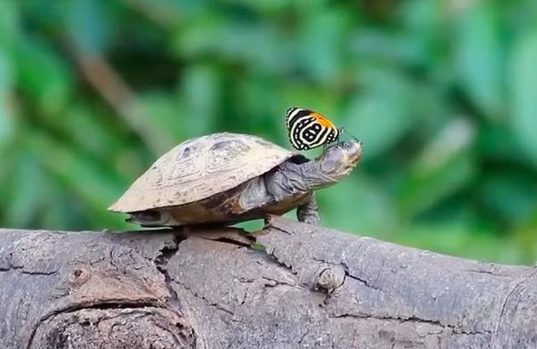 Khi mật hoa không thể cung cấp đủ lượng natri trong chế độ ăn uống của mình, những con bướm ở Amazon sẽ chuyển sang hướng khác, chúng sẽ nhẹ nhàng nhấm nhấp những giọt nước mắt từ chính đôi mắt của mình và canh khoảnh khắc các loài động vật lớn hơn ngủ nghỉ để uống nước mắt của chúng, mục tiêu ưa thích của bướm Amazon là rùa, cá sấu. Hành vi uống nước mắt này mà một trong những điều kỳ thú về động vật và cũng được nhìn thấy ở các loài ong và côn trùng khác.