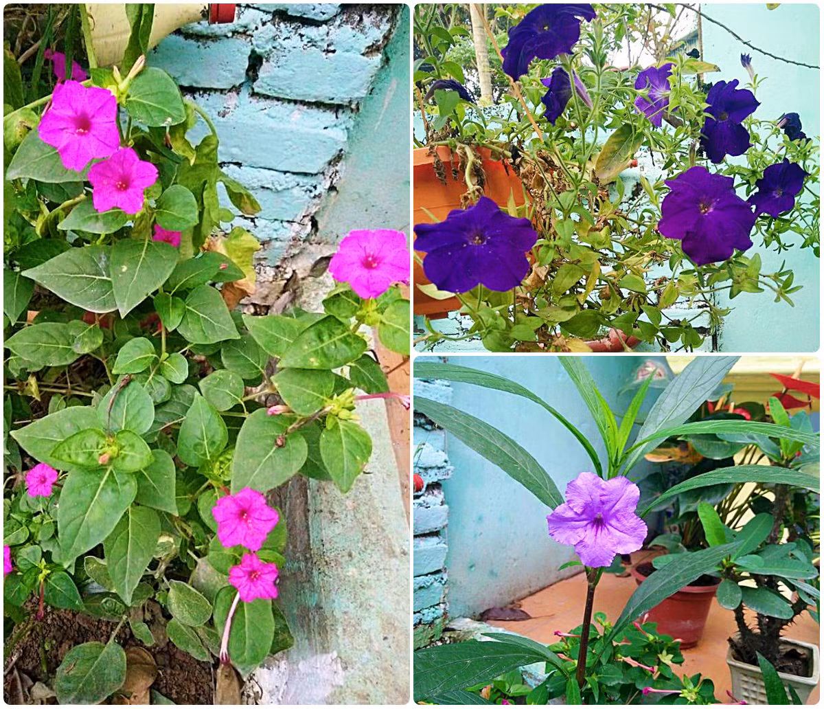 ... của rất nhiều loài hoa.
