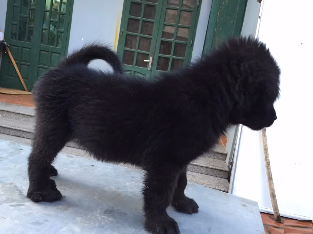 Chó xù Lào Cai di chuyển nhanh nhẹn và linh hoạt kể cả ở địa hình đồi núi hiểm trở cộng thêm rất tinh khôn. Chúng nhạy bén với tiếng động nên nó được lựa chọn để làm chó săn hay chó nghiệp vụ.