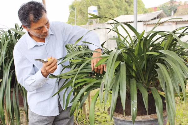 Gia đình ông Phan Bá Hồng (thôn Quyết Tiến, xã Chấn Hưng, huyện Vĩnh Tường, Vĩnh Phúc) sở hữu hơn 4ha trồng địa lan. Lan trong vườn của ông Hồng chủ yếu là địa lan rừng. Ảnh: Dân Việt.