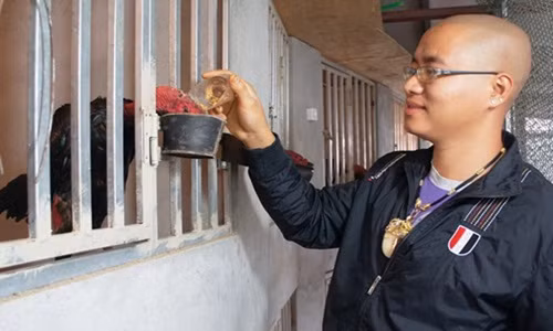 Với diện tích khoảng 27m2 trên sân thượng, Nam thiết kế chuồng gà thành các ô nhỏ 2 tầng. Ảnh: Vietnamplus.