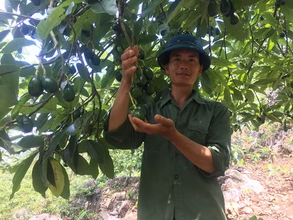Mô hình trồng bơ trên đất dốc của anh Dương Văn Tuấn (Mộc Châu, Sơn La), mỗi năm thu gần 80 triệu đồng. Ảnh: Dân Việt.