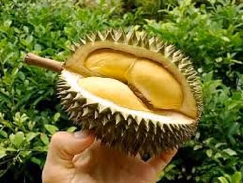 Giống sầu riêng không mùi này được đặt theo tên vườn – Nuan Thong Cha. Ảnh: Pranxer.