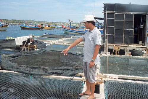 Thời gian gần đây, mô hình nuôi bào ngư thương phẩm đang được thực hiện tại khu nhiều nơi như Lạch Dù, huyện đảo Phú Quý (Bình Thuận), Quảng Ninh, Hội An (Quảng Nam)... Ảnh: Dân Việt.